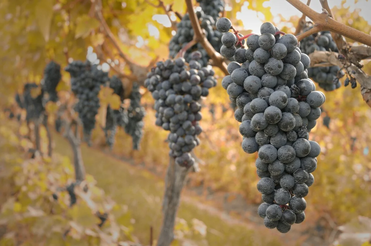 Grapes at local vineyard