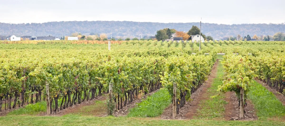 Vineyard rows in Niagara wine region