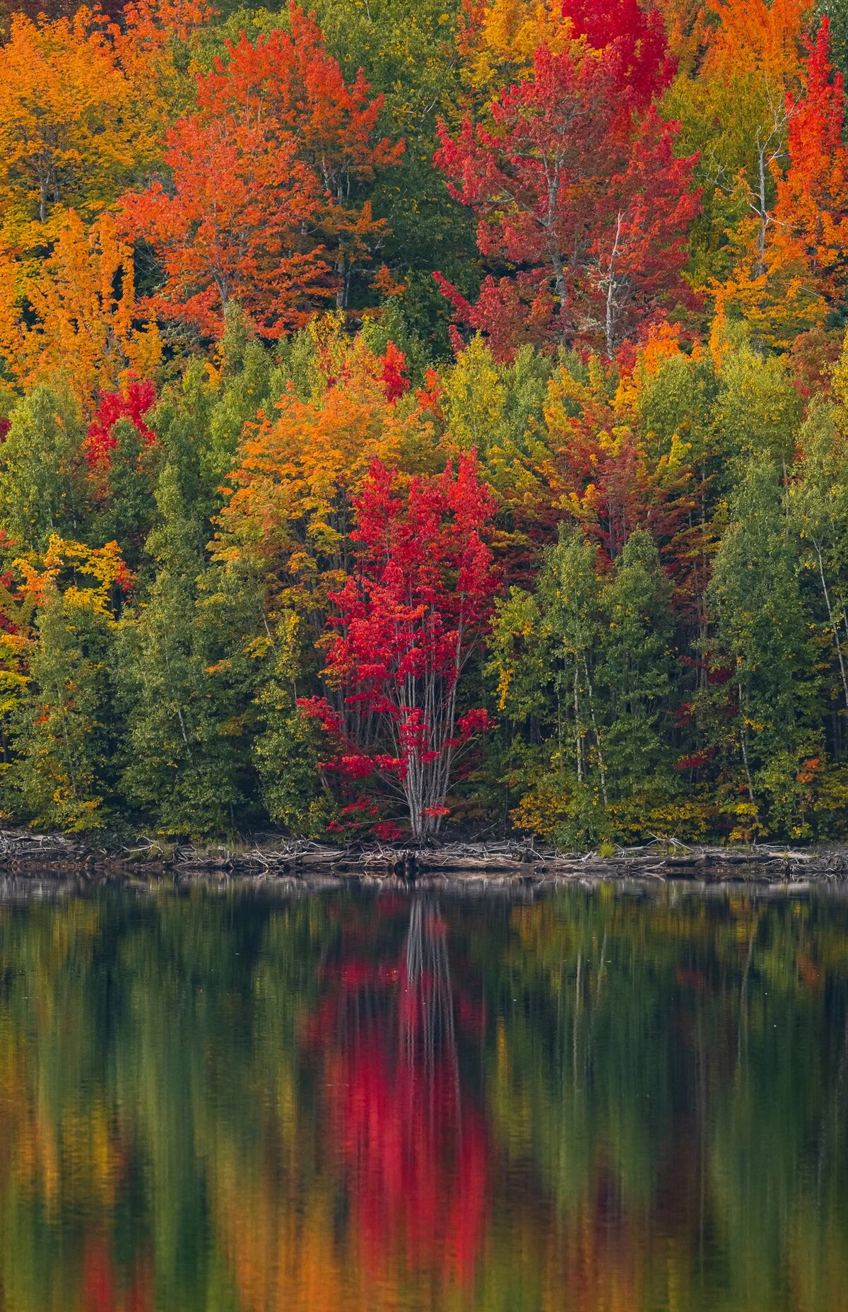 Fall foliage by the lake